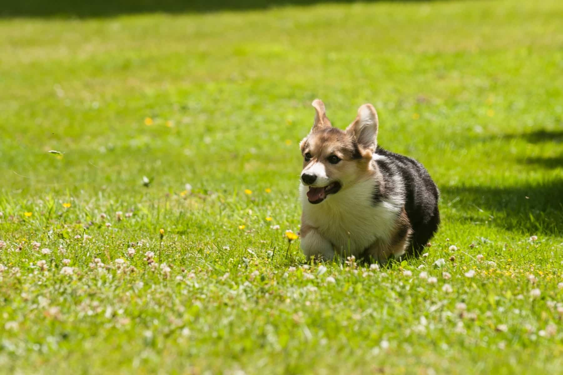 How Much Exercise Do Corgis Need? This corgi is happy running outside in the backyard.