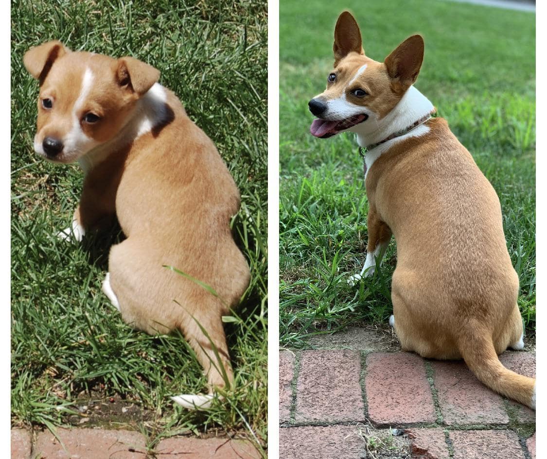 A cojack: corgi x jack russell terrier cross breed. Here it is as a puppy and then again as an adult.