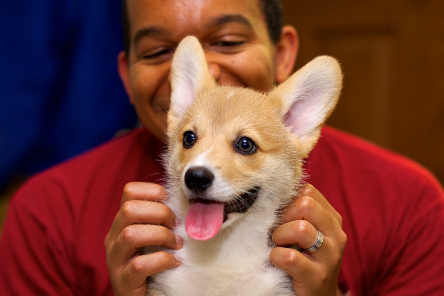 A man in a red shirt holds a baby corgi on his knees.